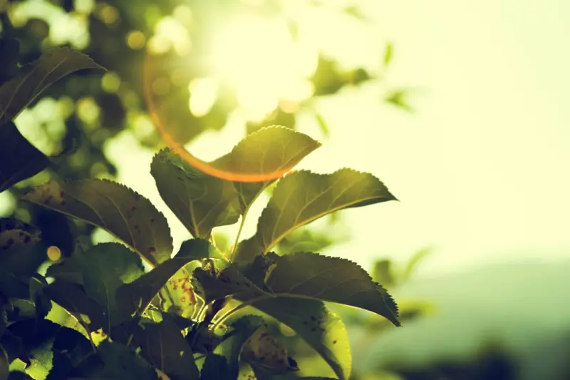 Turning Green Into Gold: Sustainable Digital Advertising Strategies
